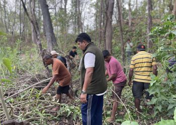 घोडाघोडी तालमा मिचाहा प्रजातिको बेसरम झार हटाउँदै
