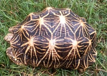 कैलालीमा नयाँ प्रजातिको कछुवा फेला