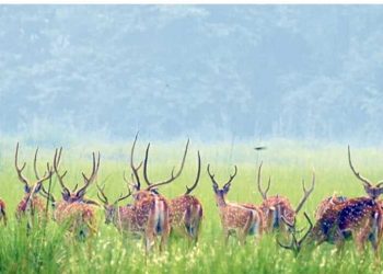 वन्यजन्तु संरक्षणमा चुनौतीः रोकिएन चोरी शिकारी