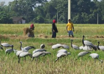यो बर्ष पनि भारततिर बसाइँ सरिरहेका कर्‍याङकुरुङ सारस चरा