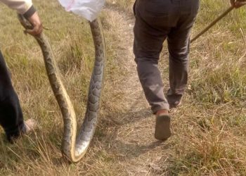 बिधालयको प्राङ्गणमा अजिङ्गर फेला