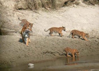 हरेक बर्ष जस्तै यो बर्ष पनि डमरु हुर्काउन बसन्ता बनमा पुग्यो पाटे बाघ