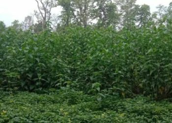घोडाघोडी ताल मिचाहा प्रजाति बेस्रमले ढाकिंदै