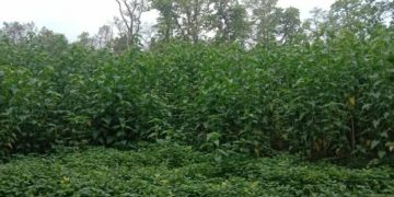 घोडाघोडी ताल मिचाहा प्रजाति बेस्रमले ढाकिंदै