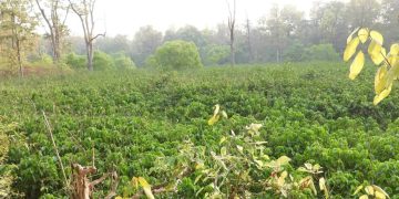घोडाघोडी तालमा मिचाहा प्रजातिको बढ्दो प्रभाव, हराउँदै सूचक प्रजाति जंगली धान