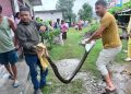 लोहरपुरमा अजिङ्गर फेला