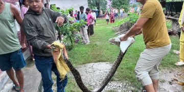 लोहरपुरमा अजिङ्गर फेला