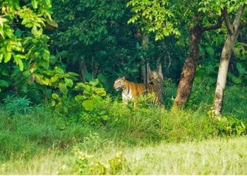 मान्छेको ज्यान लिएको बाघको गतिविधि गाउँतिर