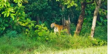 मान्छेको ज्यान लिएको बाघको गतिविधि गाउँतिर
